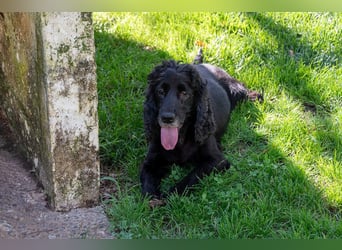 Hübscher ODIN-freundlicher,ruhiger,menschenbezogener liebenswerter Bub sucht noch einmal ein Zuhause