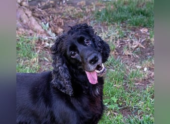 Hübscher ODIN-freundlicher,ruhiger,menschenbezogener liebenswerter Bub sucht noch einmal ein Zuhause