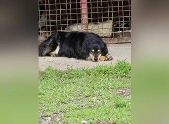 MARCUS ca. 7 J. schüchterner Spanielmix-Rüde sucht ...