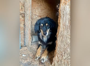MARCUS ca. 7 J. schüchterner Spanielmix-Rüde sucht ...