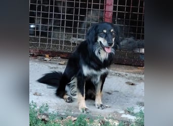 MARCUS ca. 7 J. schüchterner Spanielmix-Rüde sucht ...