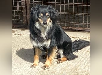 MARCUS ca. 7 J. schüchterner Spanielmix-Rüde sucht ...