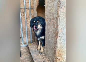 MARCUS ca. 7 J. schüchterner Spanielmix-Rüde sucht ...