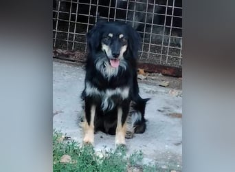 MARCUS ca. 7 J. schüchterner Spanielmix-Rüde sucht ...