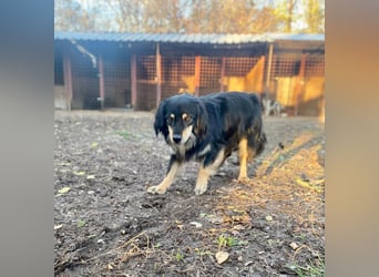 MARCUS ca. 7 J. schüchterner Spanielmix-Rüde sucht ...