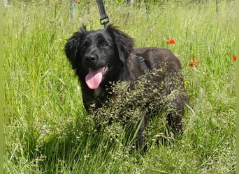 Marley wünscht sich eine Familie