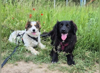 Marley wünscht sich eine Familie