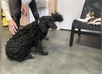 Lady ist ein liebes Hundemädchen und bereit für das Leben