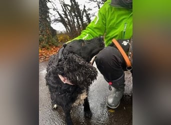 Lady ist ein liebes Hundemädchen und bereit für das Leben