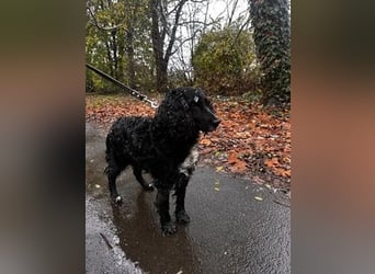 Lady ist ein liebes Hundemädchen und bereit für das Leben