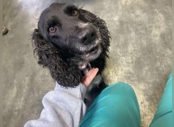 Lady ist ein liebes Hundemädchen und bereit für das Leben