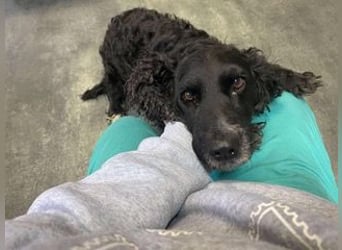 Lady ist ein liebes Hundemädchen und bereit für das Leben