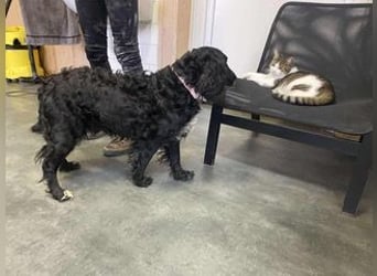 Lady ist ein liebes Hundemädchen und bereit für das Leben