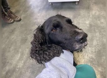 Lady ist ein liebes Hundemädchen und bereit für das Leben