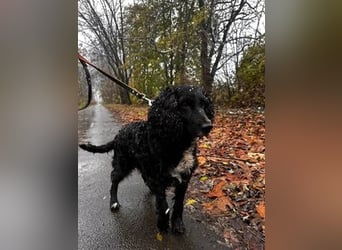 Lady ist ein liebes Hundemädchen und bereit für das Leben