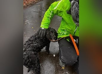 Lady ist ein liebes Hundemädchen und bereit für das Leben