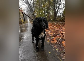 Lady ist ein liebes Hundemädchen und bereit für das Leben