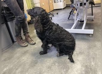 Lady ist ein liebes Hundemädchen und bereit für das Leben