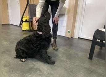 Lady ist ein liebes Hundemädchen und bereit für das Leben