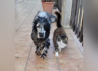 SILA - liebt Katzen sehr