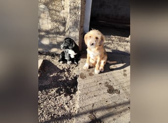 CINI ist eine von sechs bezaubernden Cockermix-Welpen.