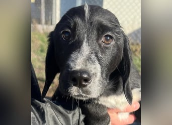 COLIN ist einer von sechs bezaubernden Cockermix-Welpen.