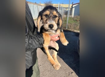 Cookie ist eine von sechs bezaubernden Cockermix-Welpen.