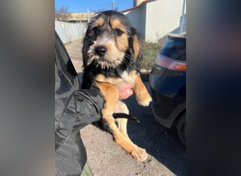 Cookie ist eine von sechs bezaubernden Cockermix-Welpen.