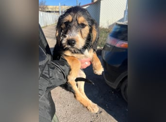 Cookie ist eine von sechs bezaubernden Cockermix-Welpen.