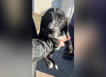 COLIN ist einer von sechs bezaubernden Cockermix-Welpen.