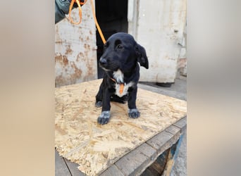 COSMA ist eine von sechs bezaubernden Cockermix-Welpen.