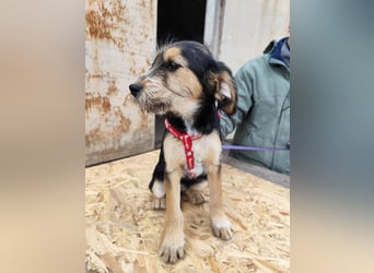 Cookie ist eine von sechs bezaubernden Cockermix-Welpen.