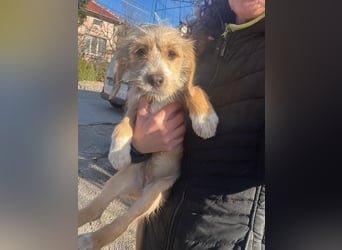 CINI ist eine von sechs bezaubernden Cockermix-Welpen.