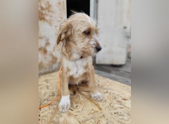 CINI ist eine von sechs bezaubernden Cockermix-Welpen.