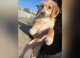 CINI ist eine von sechs bezaubernden Cockermix-Welpen.