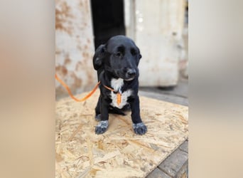 COSMA ist eine von sechs bezaubernden Cockermix-Welpen.