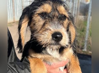 Cookie ist eine von sechs bezaubernden Cockermix-Welpen.