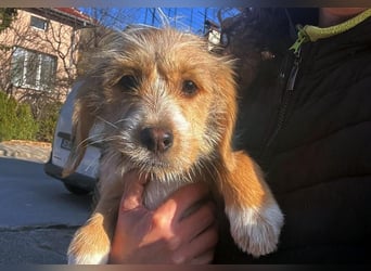 CINI ist eine von sechs bezaubernden Cockermix-Welpen.