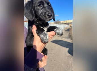 COCO  ist eine von sechs bezaubernden Cockermix-Welpen.