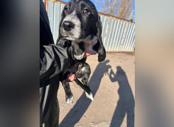 COLIN ist einer von sechs bezaubernden Cockermix-Welpen.