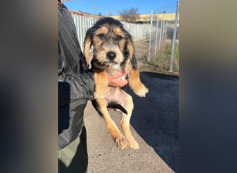 Cookie ist eine von sechs bezaubernden Cockermix-Welpen.