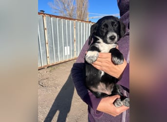 COSMA ist eine von sechs bezaubernden Cockermix-Welpen.