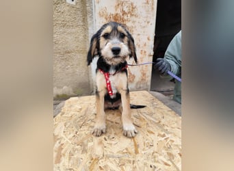 Cookie ist eine von sechs bezaubernden Cockermix-Welpen.