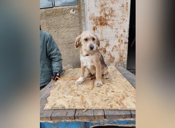 CINI ist eine von sechs bezaubernden Cockermix-Welpen.