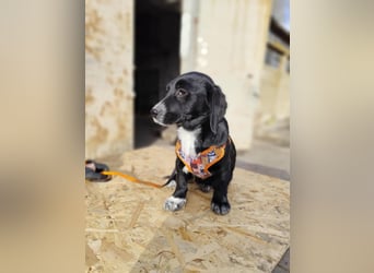 COCO  ist eine von sechs bezaubernden Cockermix-Welpen.