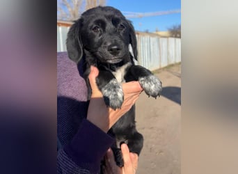 COCO  ist eine von sechs bezaubernden Cockermix-Welpen.