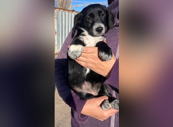 COSMA ist eine von sechs bezaubernden Cockermix-Welpen.