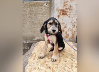 Cookie ist eine von sechs bezaubernden Cockermix-Welpen.