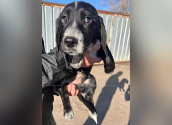 COLIN ist einer von sechs bezaubernden Cockermix-Welpen.