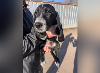 COLIN ist einer von sechs bezaubernden Cockermix-Welpen.